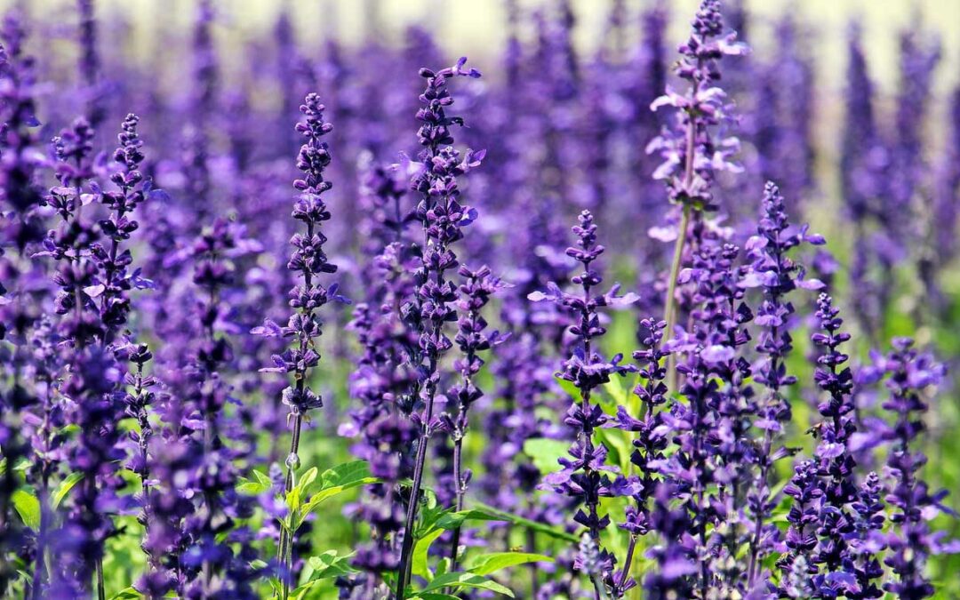 Lavender Herbal Remedy
