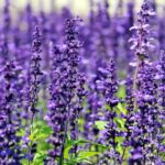 Lavender Herbal Remedy