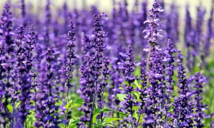 Lavender Herbal Remedy