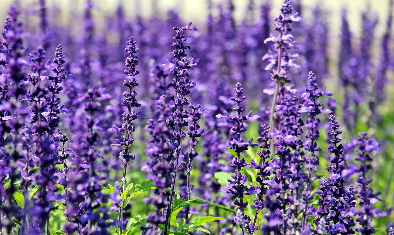 Lavender Herbal Remedy