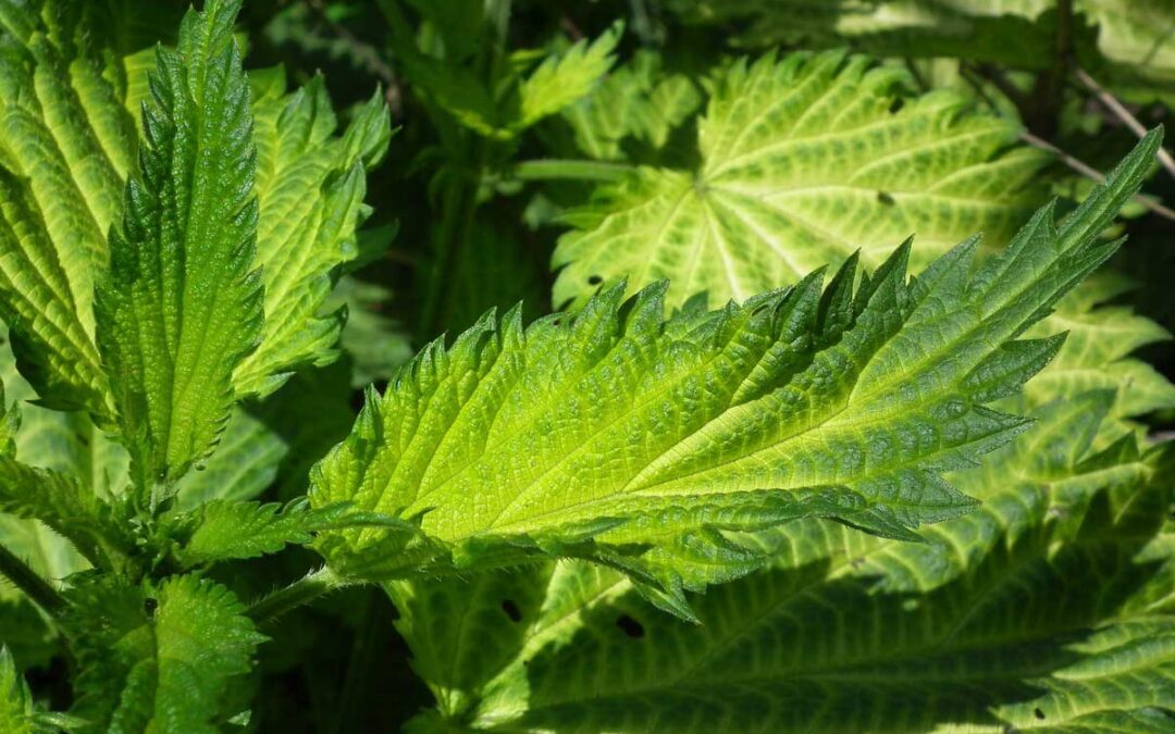 Nettle Herbal Remedy