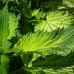 Nettle Herbal Remedy