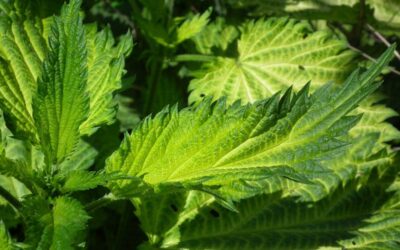 Nettle Herbal Remedy