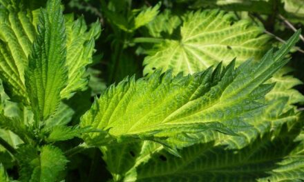 Nettle Herbal Remedy