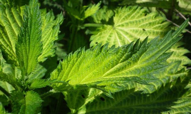 Nettle Herbal Remedy