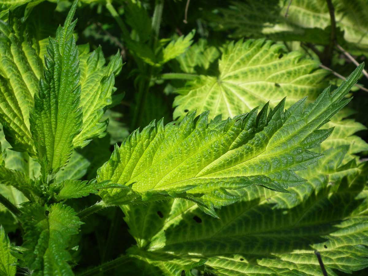 Nettle Herbal Remedy Nettle Herbal Remedy