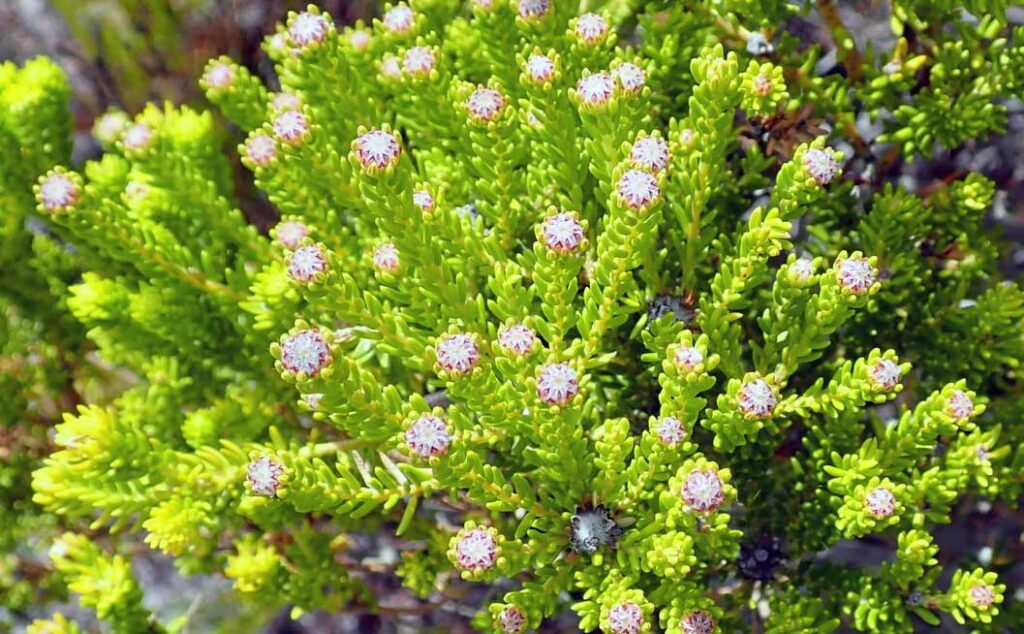 Buchu Herbal Remedy