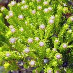 Buchu Herbal Remedy