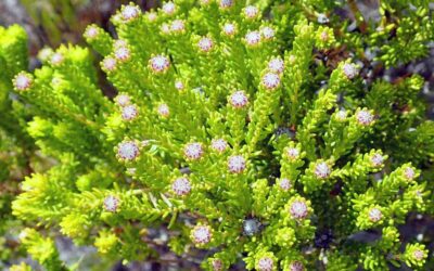 Buchu Herbal Remedy