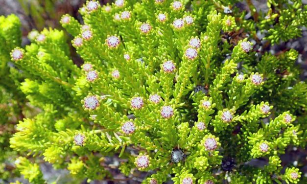 Buchu Herbal Remedy