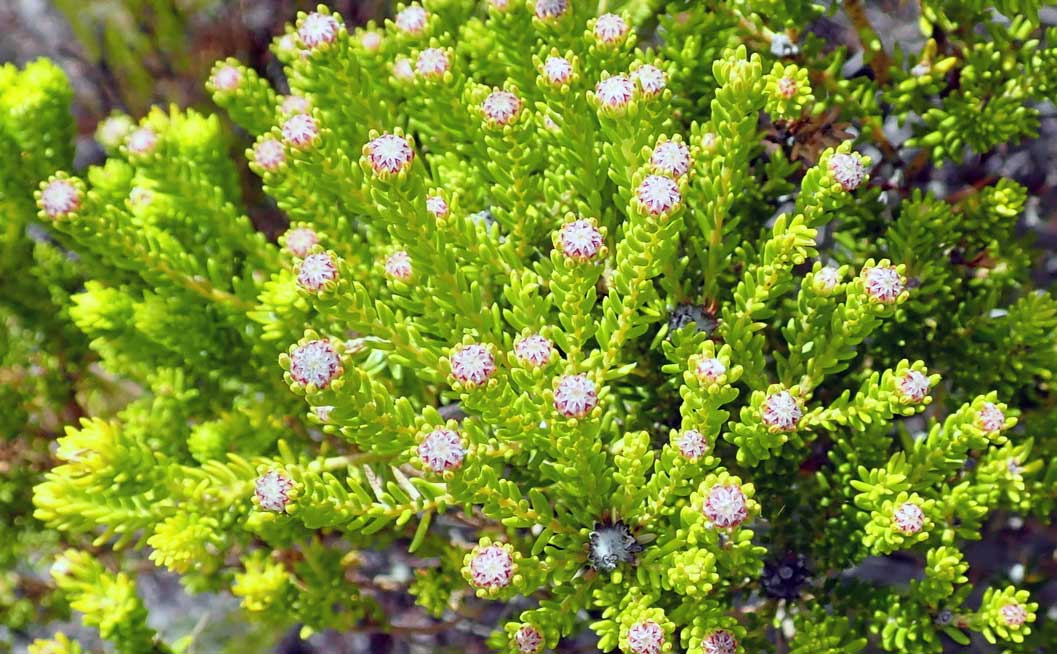 Buchu Herbal Remedy Buchu Herbal Remedy