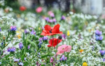 Bach Flower Remedies