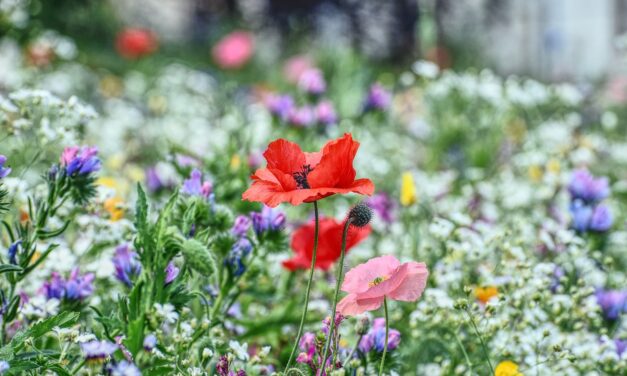 Bach Flower Remedies
