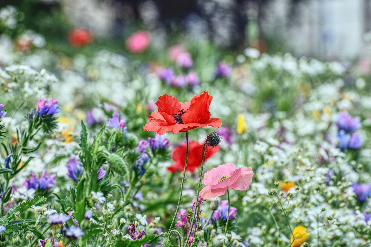 Bach Flower Remedies