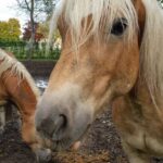 Animal-Assisted Therapy