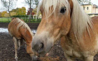 Animal-Assisted Therapy