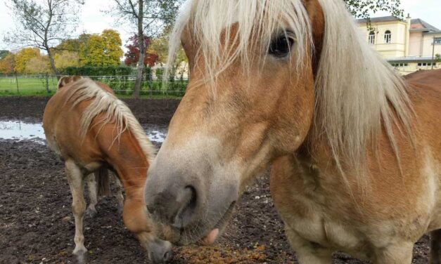 Animal-Assisted Therapy