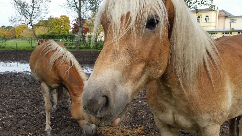 Animal-Assisted Therapy