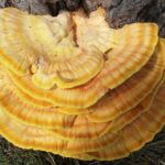 Reishi Mushroom Herbal Remedy