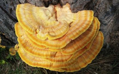 Reishi Mushroom Herbal Remedy