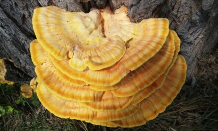 Reishi Mushroom Herbal Remedy