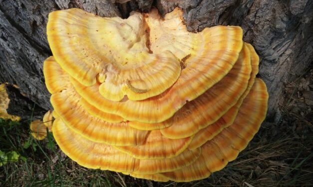 Reishi Mushroom Herbal Remedy