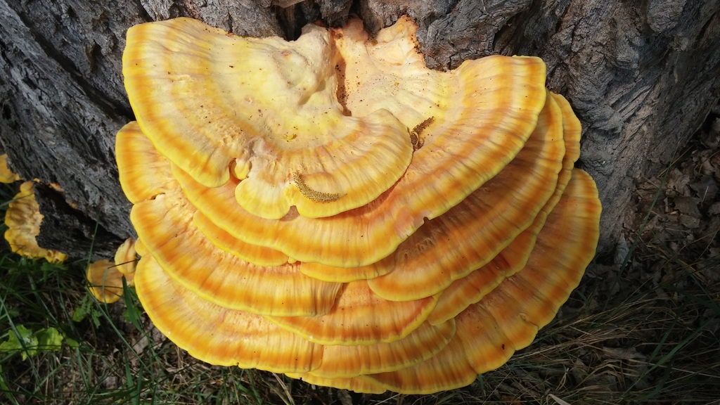 Reishi Mushroom Herbal Remedy