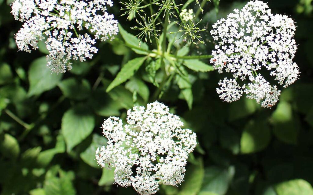 Yarrow Herbal Remedy