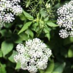 Yarrow Herbal Remedy