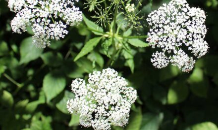 Yarrow Herbal Remedy