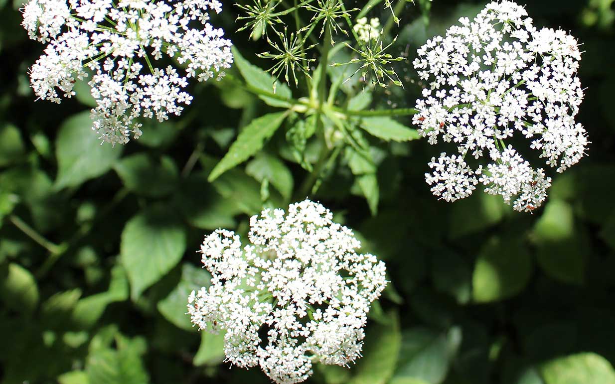 Yarrow Herbal Remedy